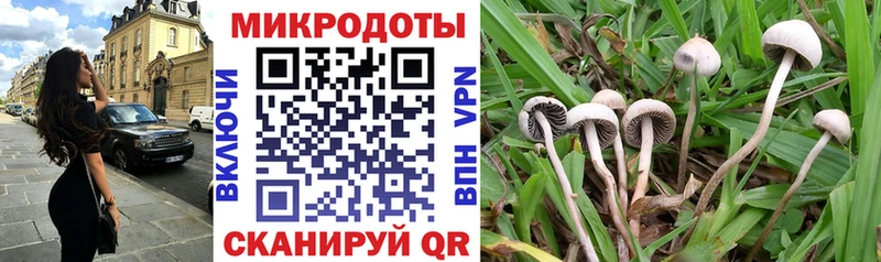 hydra вход  Дрезна  Галлюциногенные грибы Psilocybe 